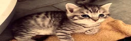 Mixed Breed cats for sale: 🐾 Two Gorgeous Male Kittens for Loving Homes 🐾 - Advert 1