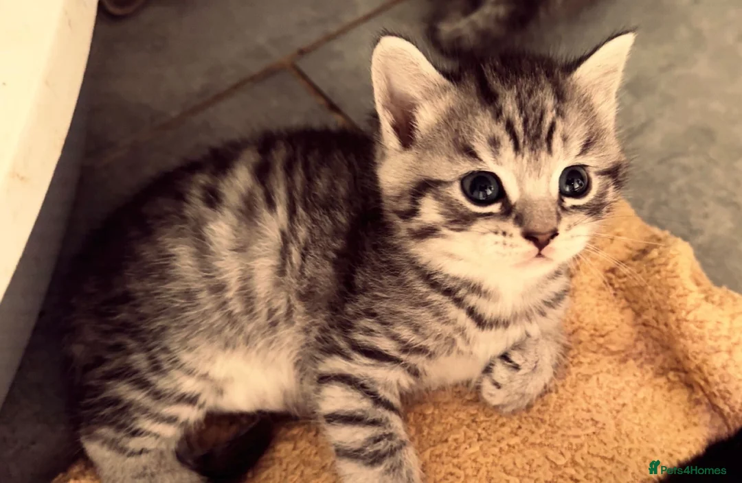 Mixed Breed cats for sale: 🐾 Two Gorgeous Male Kittens for Loving Homes 🐾 - Advert 1