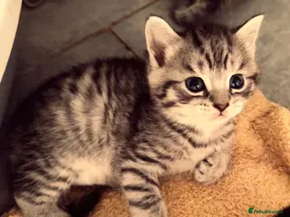 Mixed Breed cats 🐾 Two Gorgeous Male Kittens for Loving Homes 🐾 - Advert 1