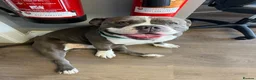 American Bully dogs for stud: Standard American Bully for Stud - Advert 4