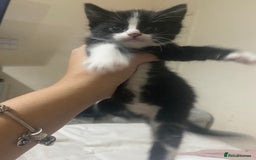 Domestic Shorthair cats for sale: Female kittens - Image 4