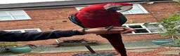 Macaws birds for sale: Green wing macaw  - Advert 4