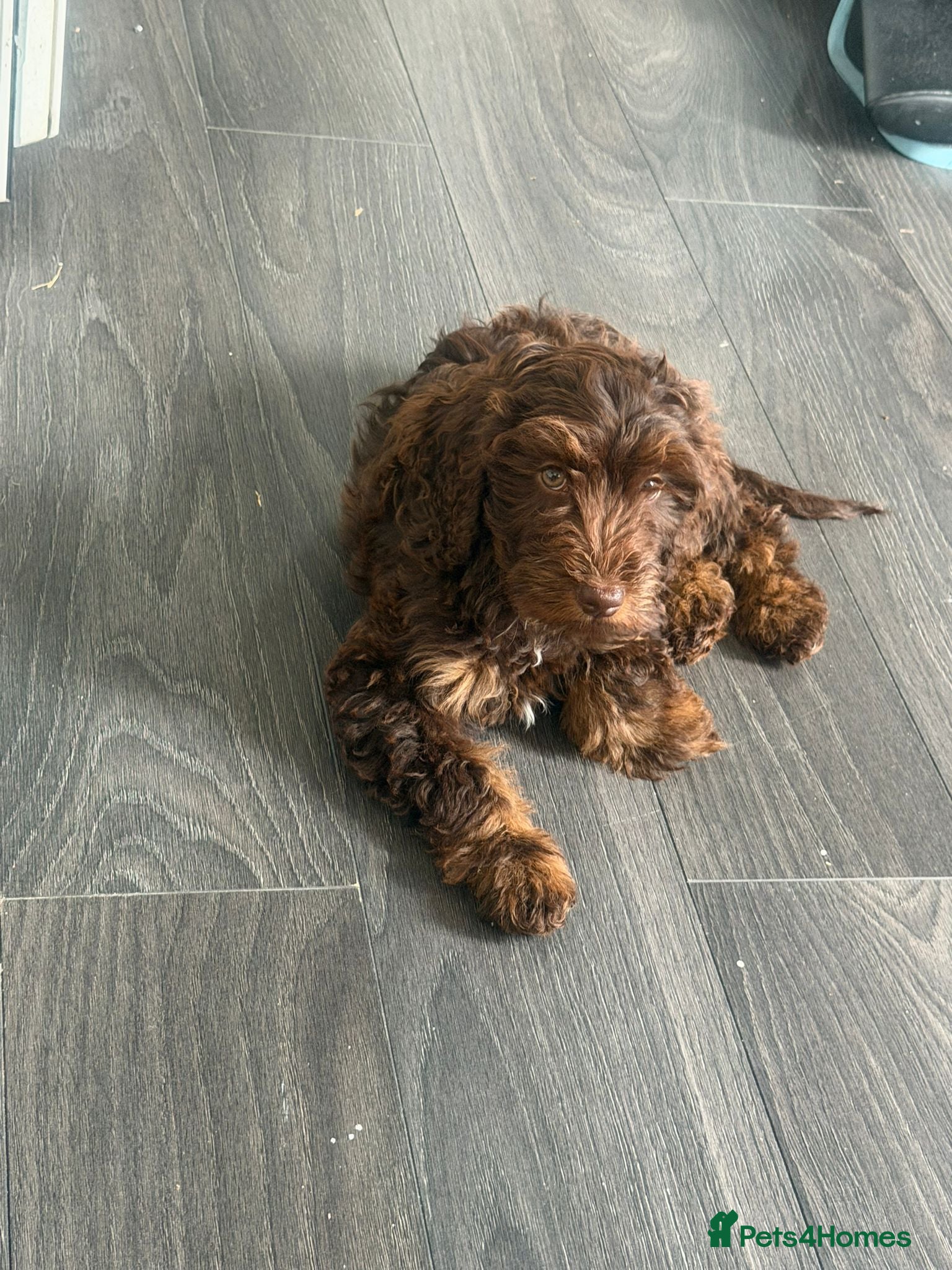 Cockapoo dogs F4 Cockapoo's for sale LAST BOY LEFT  - Advert 18