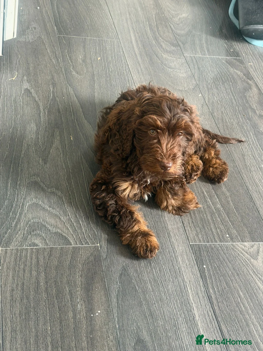 Cockapoo dogs for sale: F4 Cockapoo's for sale LAST BOY LEFT  - Advert 1