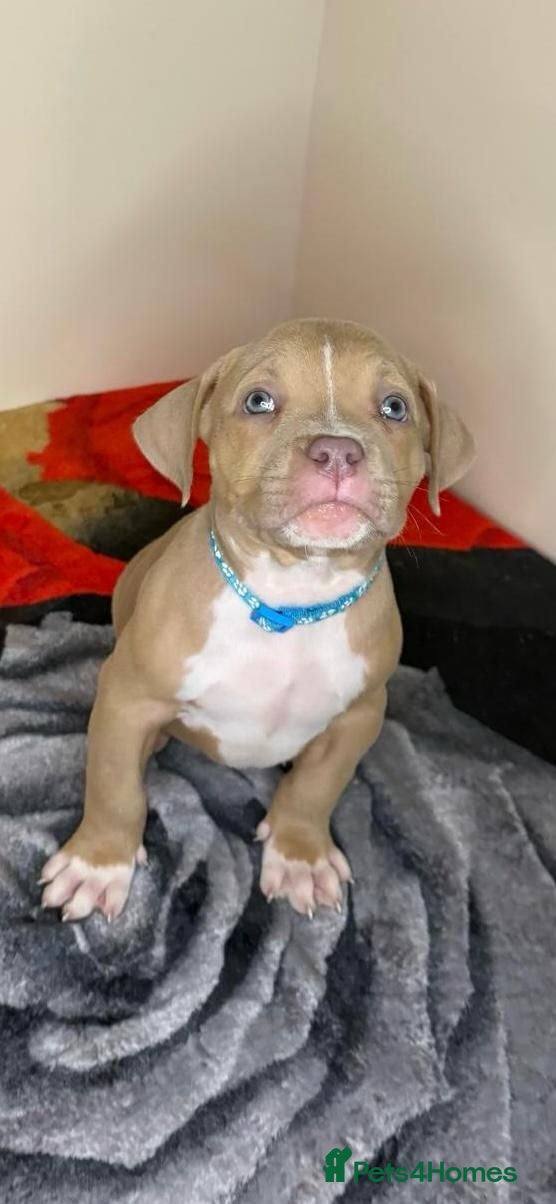 American Bully dogs Quality Pocket bullies ready for forever homes - Advert 18