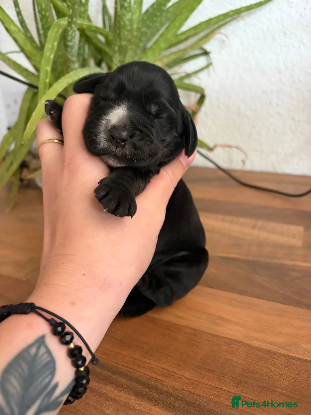 Cocker Spaniel dogs for sale: Last SHOW quality girl  - Advert 1