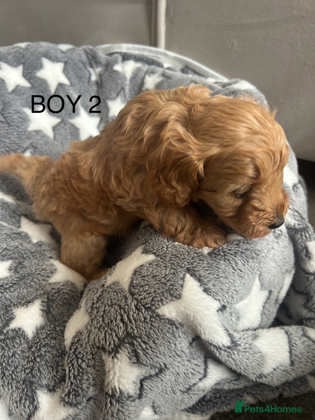 Cockapoo dogs for sale: Beautiful litter of tiny chunky Cockapoo puppies  - Image 9