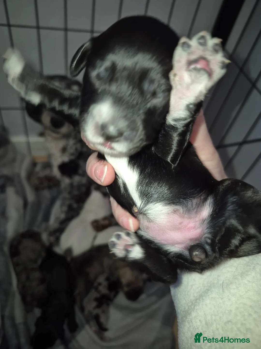 Cockapoo dogs for sale: Stunning Cockapoo Litter - Advert 17