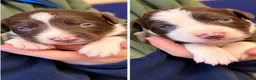 Sprollie dogs for sale: Sprollie pups  - Advert 1