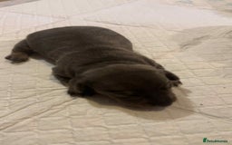 Miniature Dachshund dogs for sale: Miniature daschund puppies - Image 6