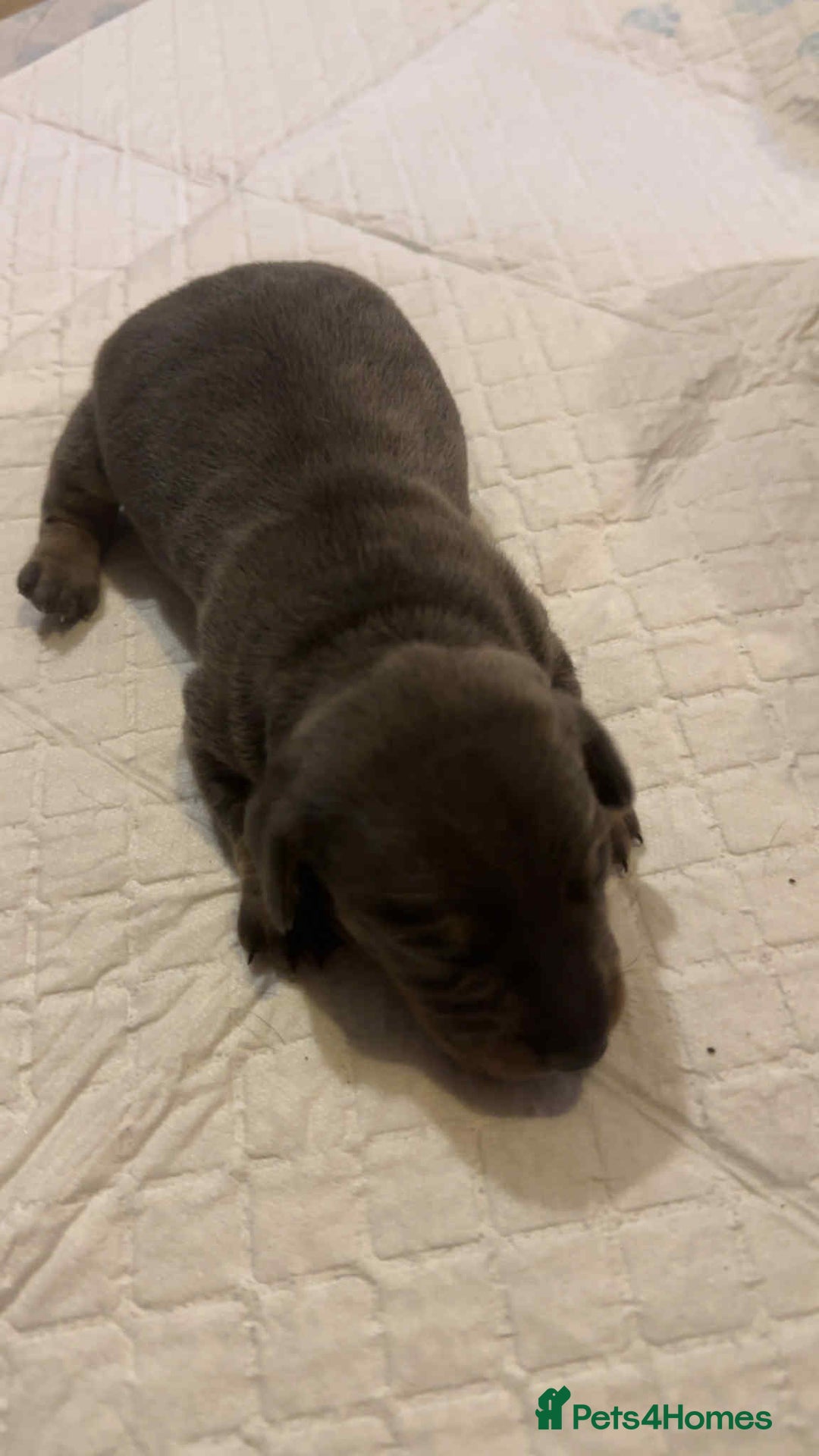 Miniature Dachshund dogs for sale: Miniature daschund puppies - Image 6