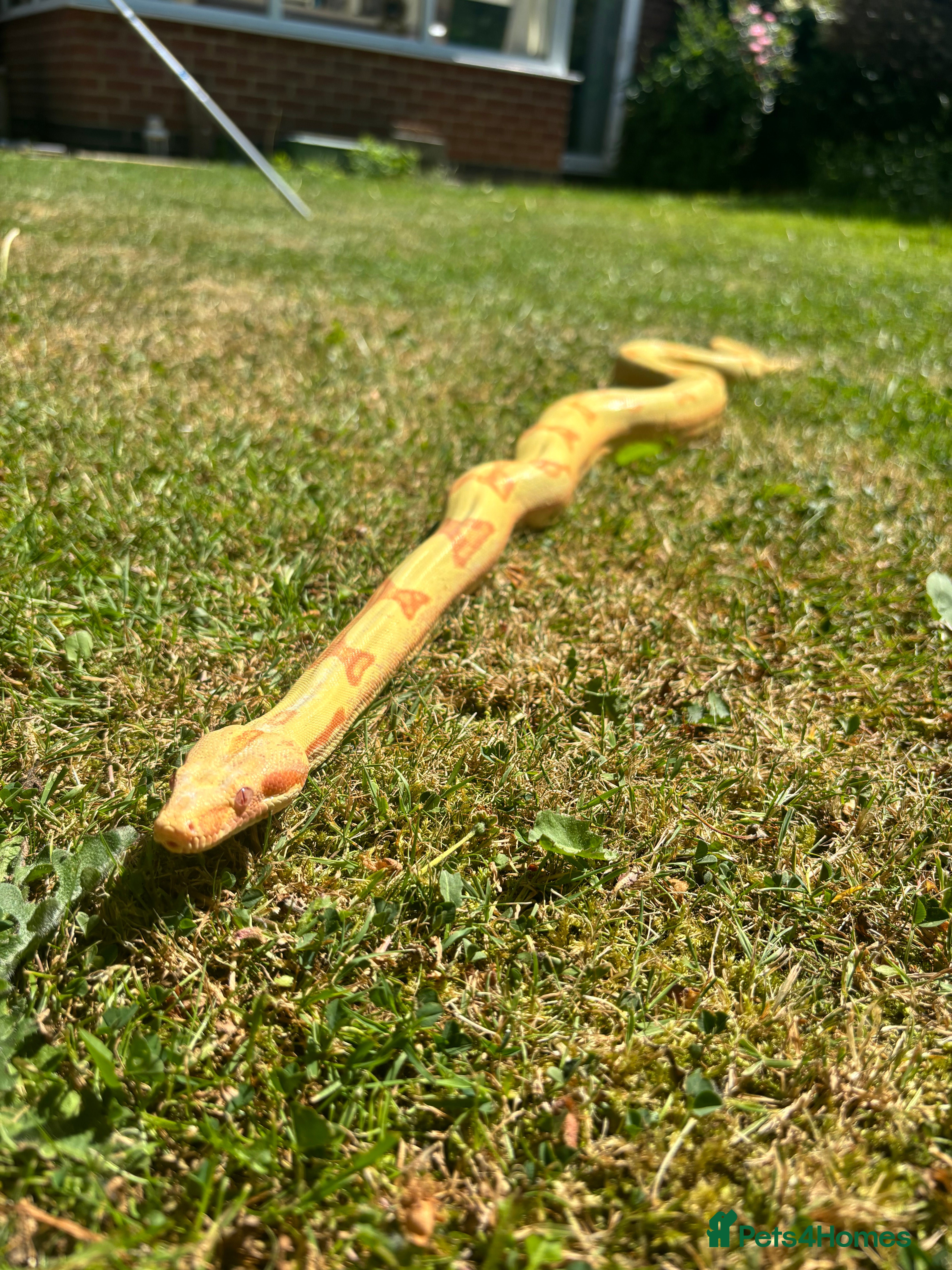 Boa Snake reptiles COMMON BOA (YELLOW) FOR SALE - Advert 1