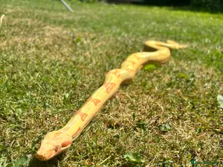 Boa Snake reptiles COMMON BOA (YELLOW) FOR SALE - Advert 1
