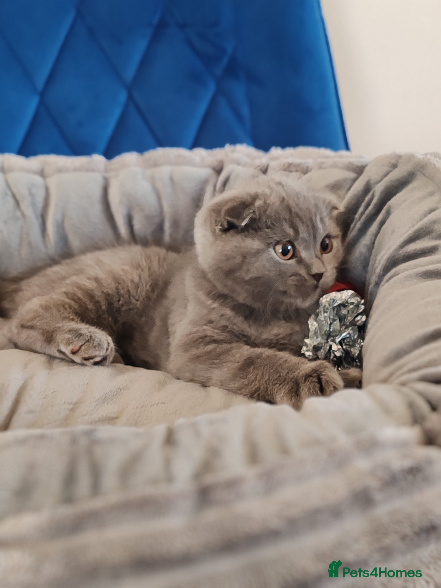 Scottish Fold cats Scottish fold x BSH kittens - Advert 1