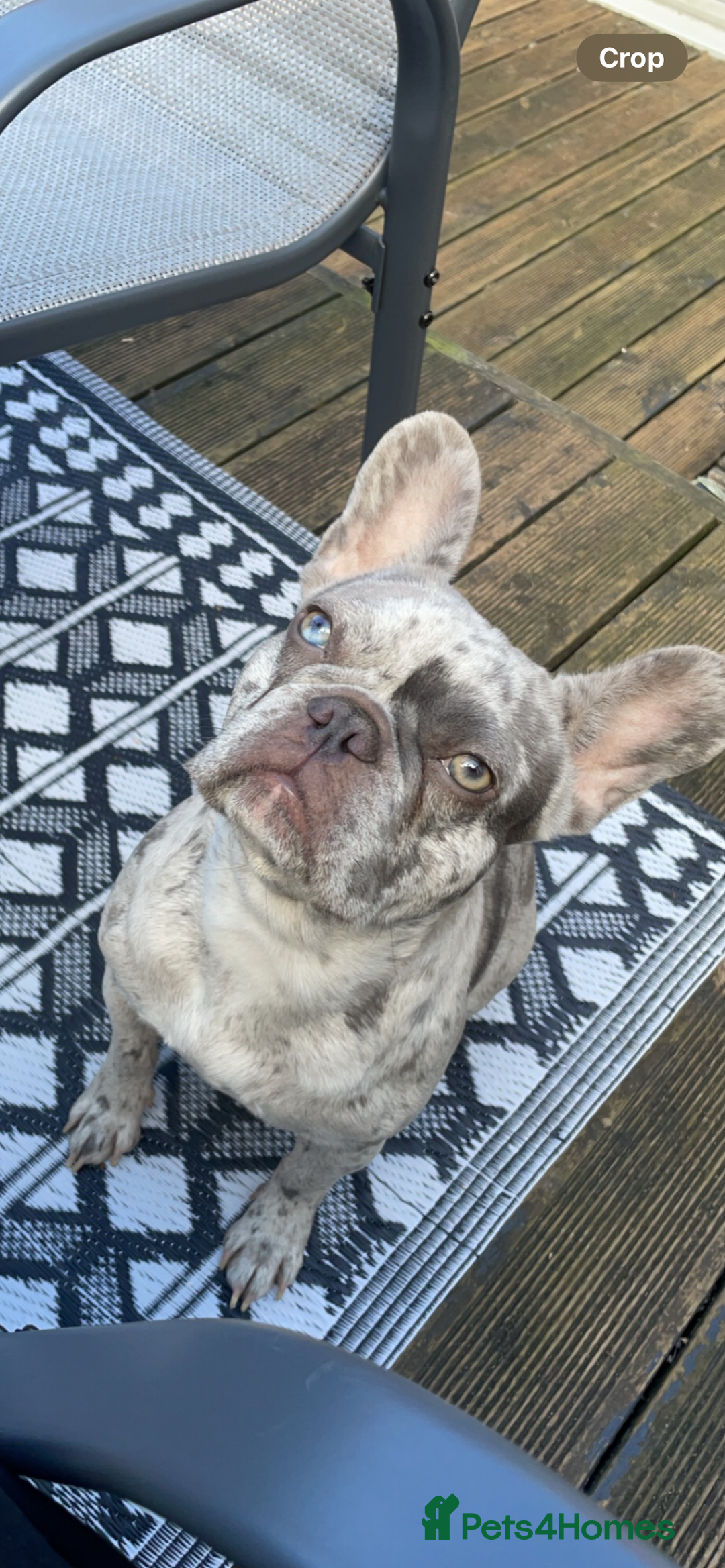 French Bulldog dogs for sale: Lilac merle French bulldog - carries isabella - Image 2