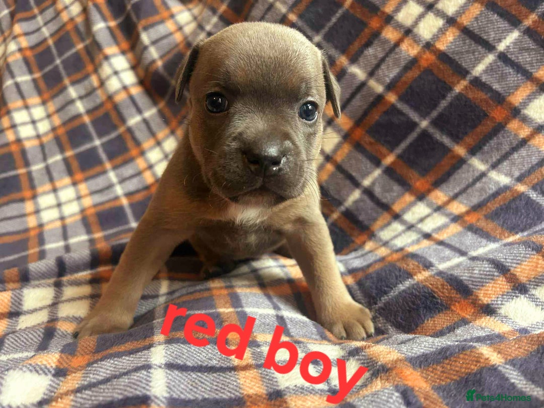 Staffordshire Bull Terrier dogs for sale: Red little one ❤️ - Image 9