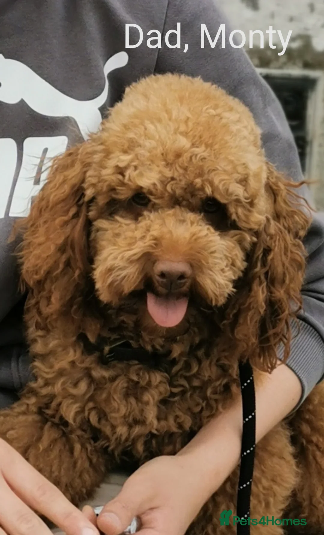 Toy Poodle dogs for stud: ☆Monty - KC Registered TOY POODLE ☆ in Lydney - Advert 3