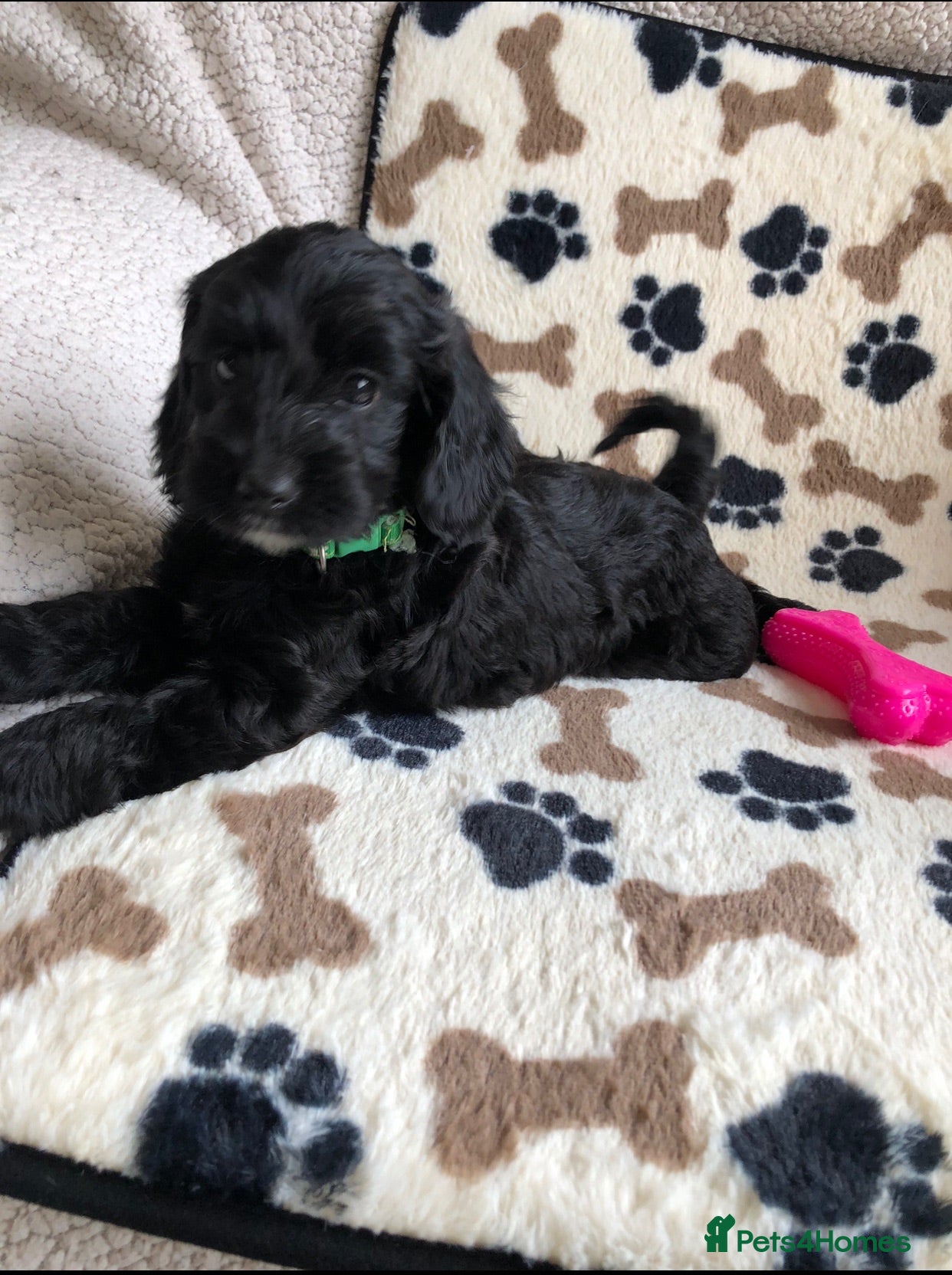 Cockapoo dogs Exclusive cockapoo puppies . - Advert 2