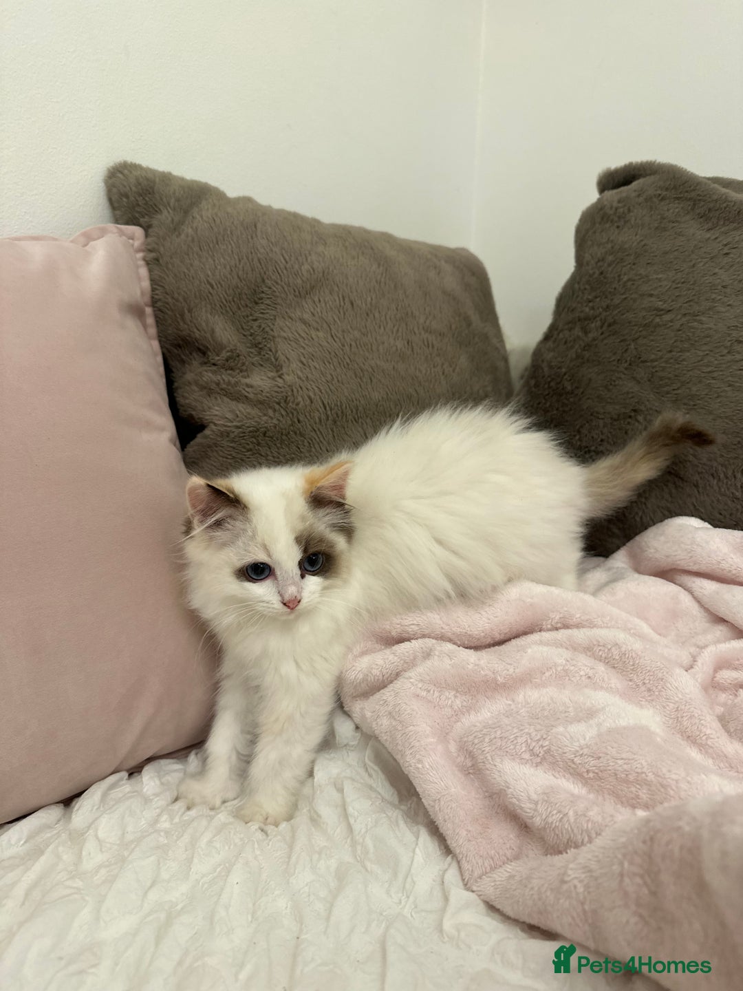 Ragdoll cats for sale: Gorgeous full pedigree ragdoll kittens - Advert 8