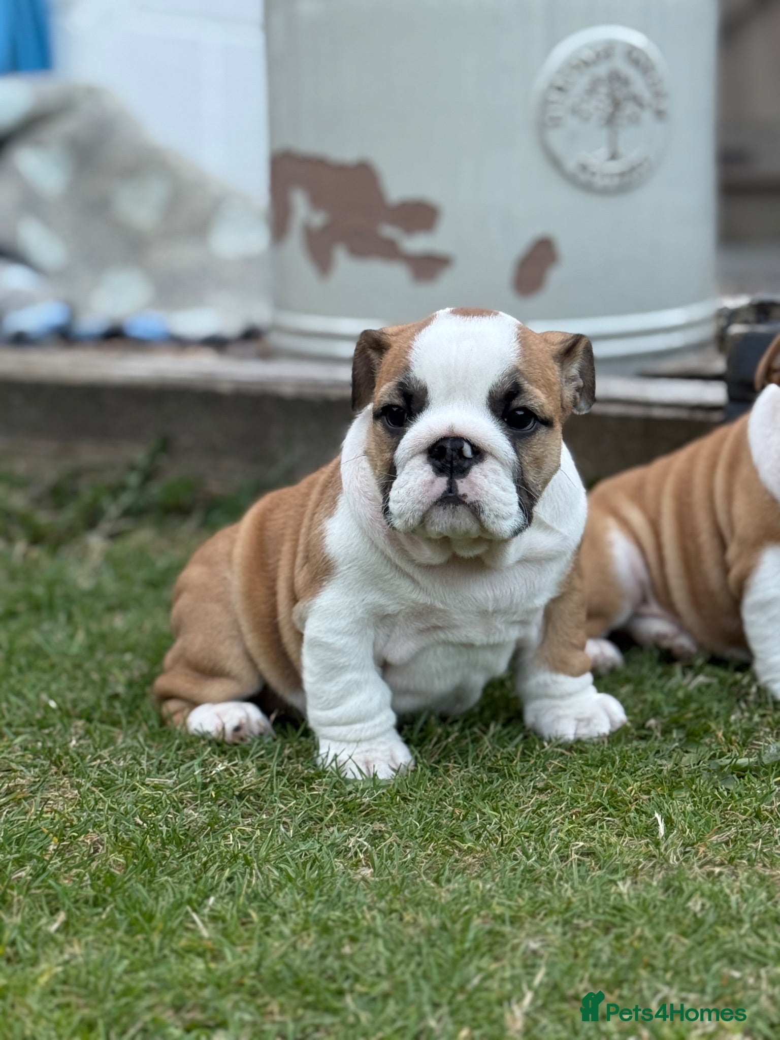 English Bulldog dogs ⭐️BULLDOG PUPPIES FROM BRITISHGOLD⭐️ - Advert 2