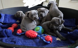 Staffordshire Bull Terrier dogs for sale: Blue Staffies Kc Registered - Image 2