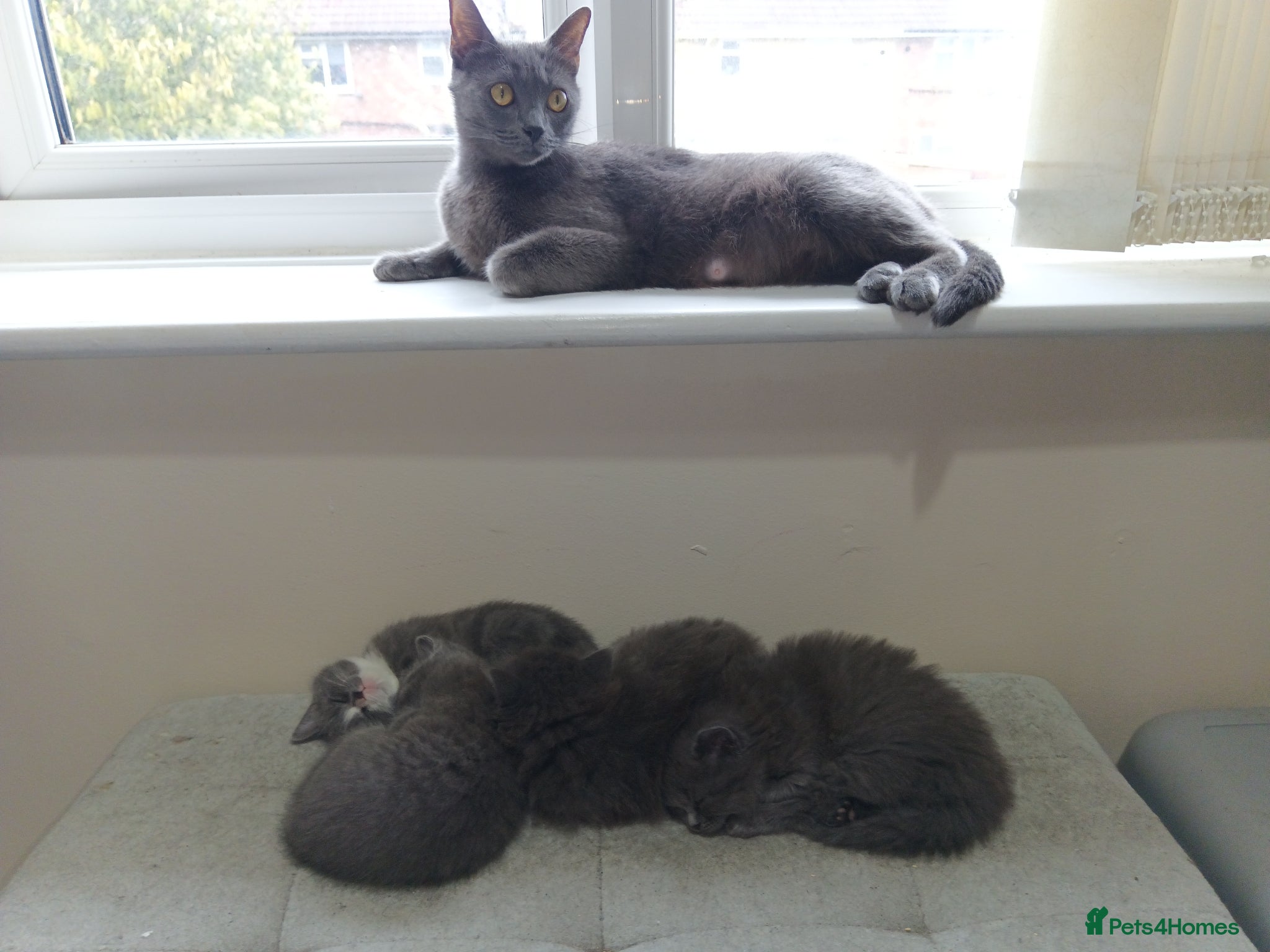 Persian cats Fluffy Persian Gray kittens looking for their home - Advert 2