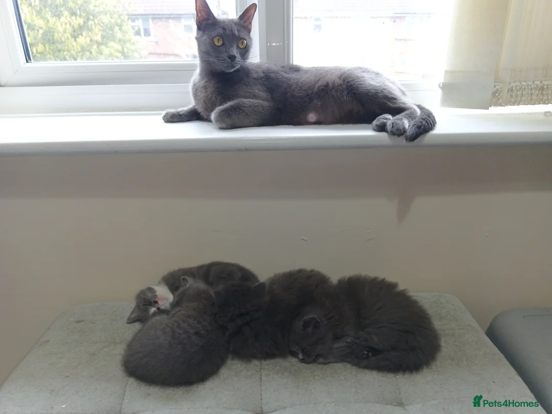 Persian cats for sale: Fluffy Persian Gray kittens looking for their home in Liverpool - Advert 1