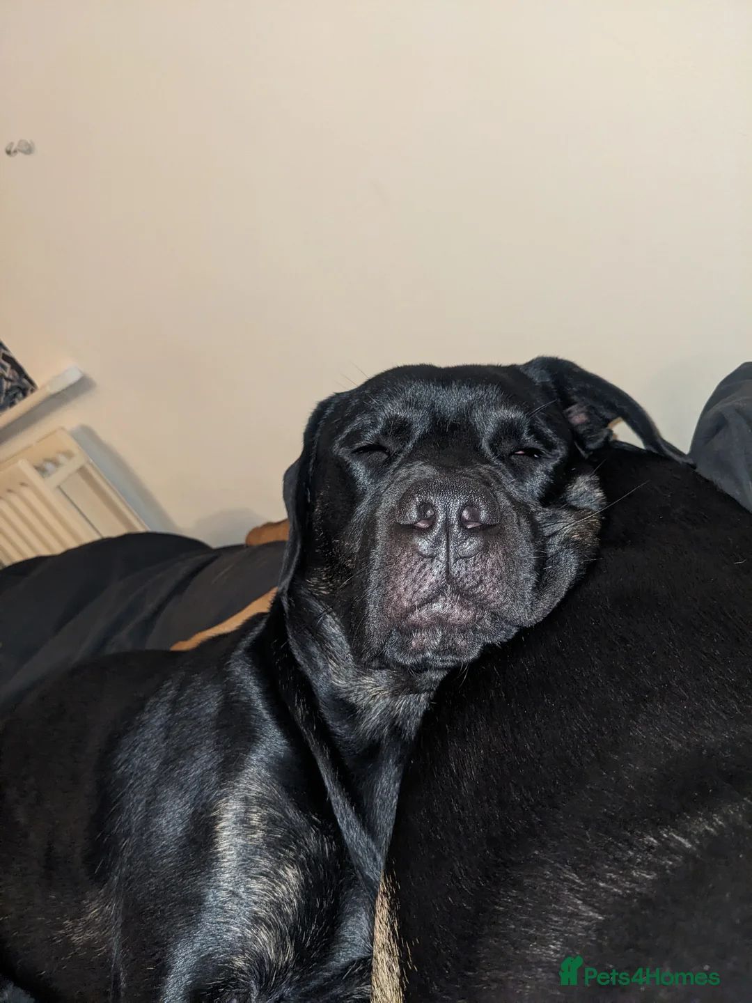 Mixed Breed dogs for sale: Nigel rotticorso.  - Advert 12