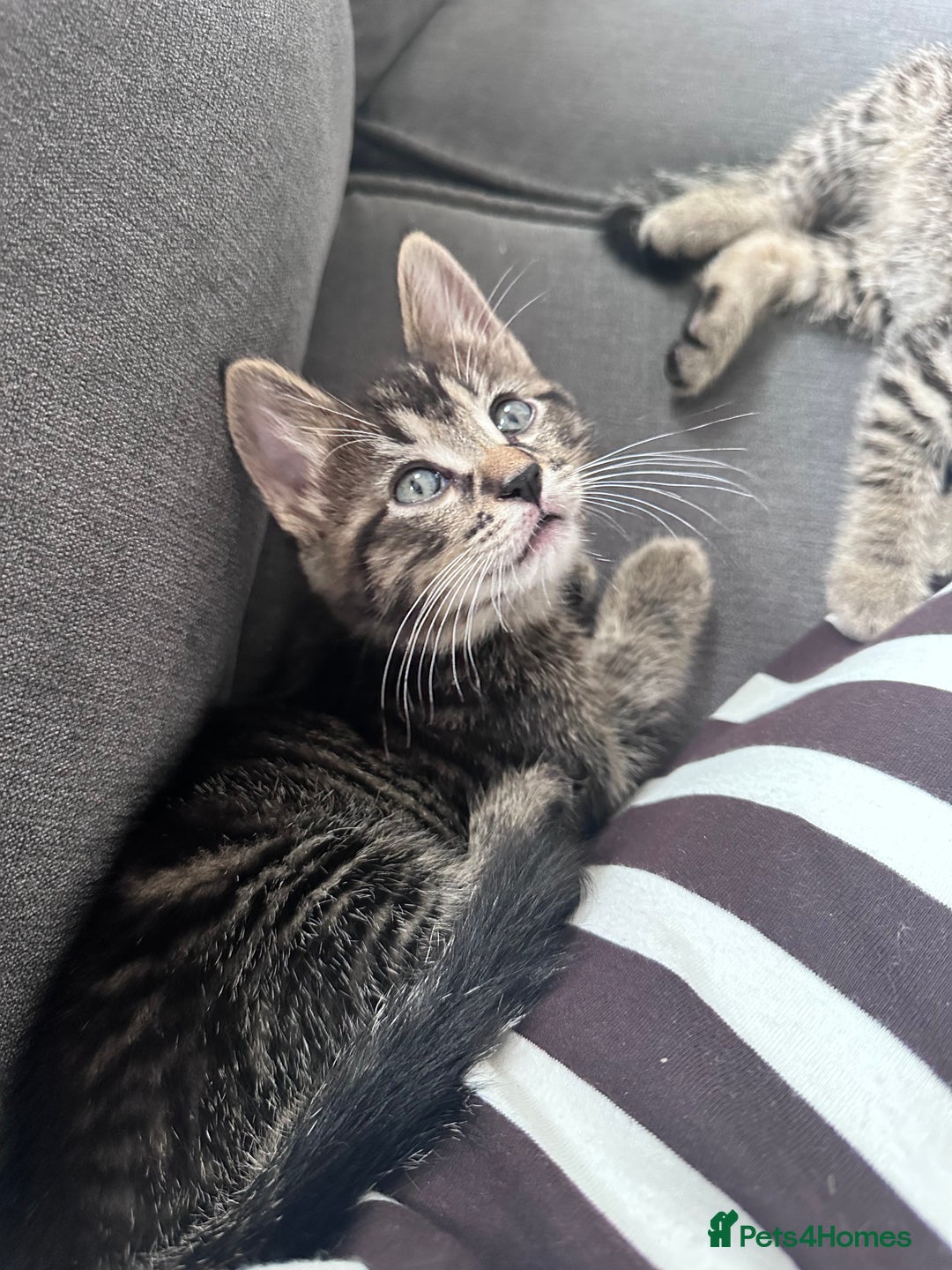 Bengal cats for sale: 4 Bengal cross kittens  - Image 8