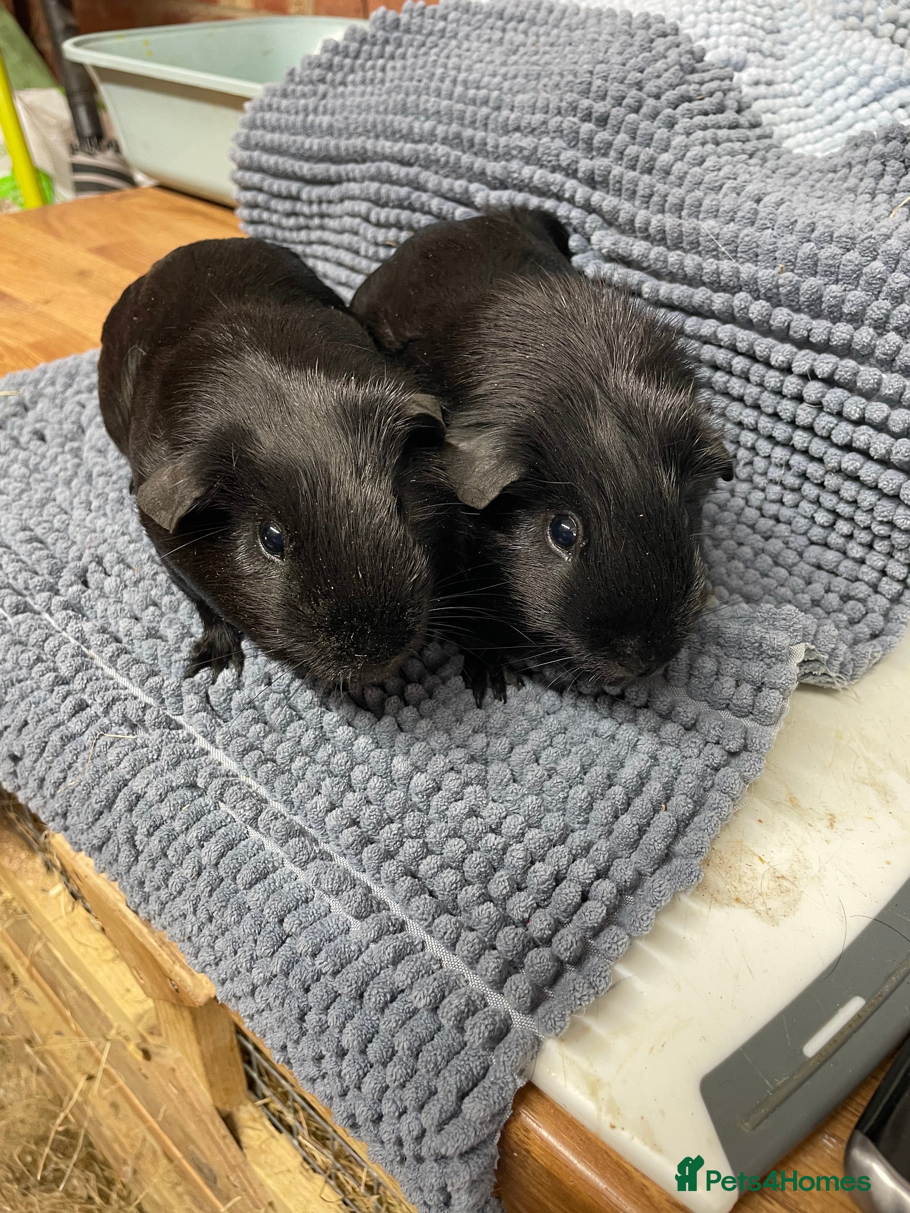 Guinea Pig rodents Black Smooth Haired Boys - Advert 1