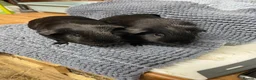 Guinea Pig rodents for sale: Black Smooth Haired Boys - Advert 1