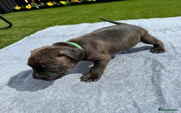 Mixed Breed dogs for sale: 6 gawjus puppy’s   - Image 3