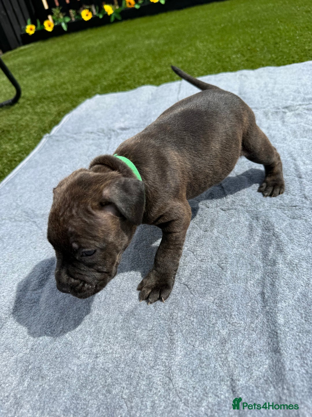 Mixed Breed dogs for sale: 6 gawjus puppy’s   - Image 3
