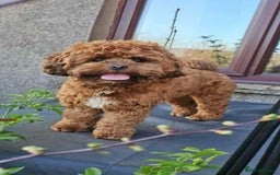 Shihpoo dogs for sale: Shipoo Pups LAST 2 - Image 23