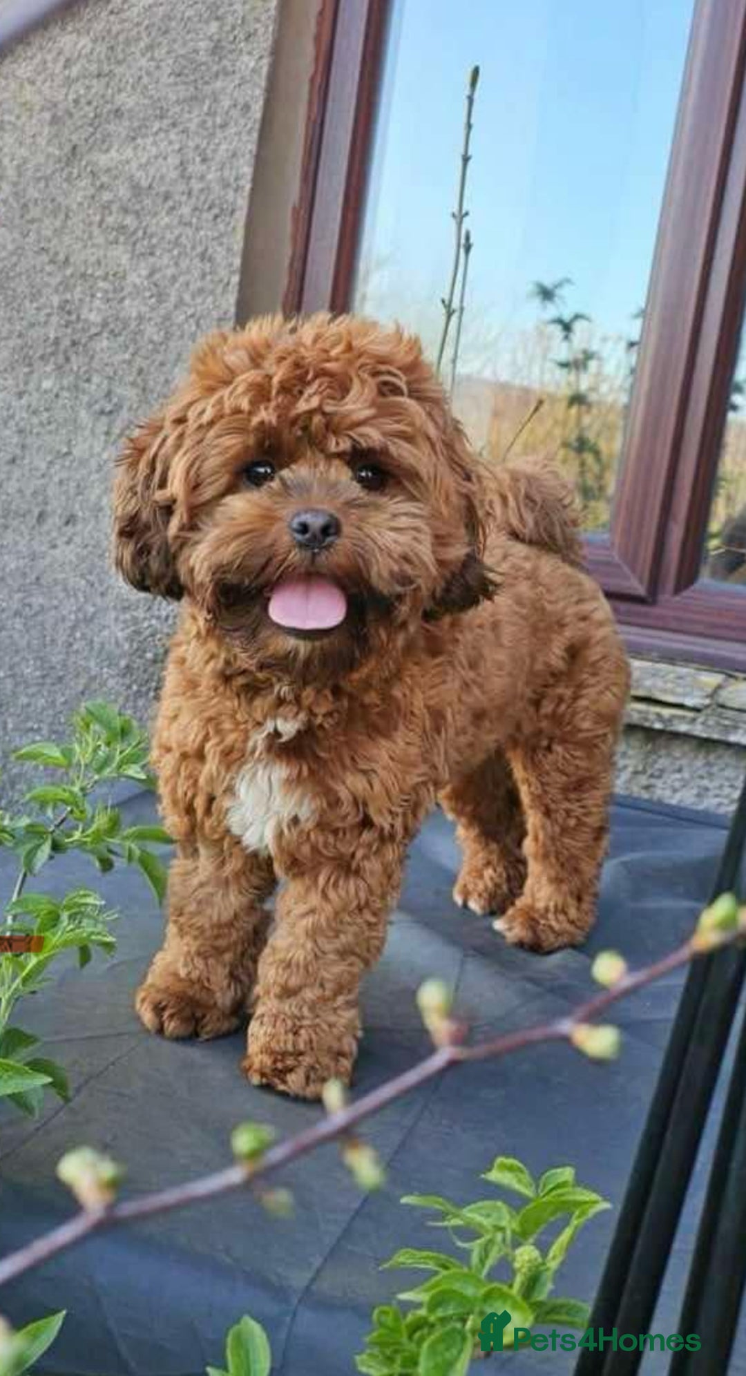 Shihpoo dogs for sale: Shipoo Pups LAST 2 - Image 23