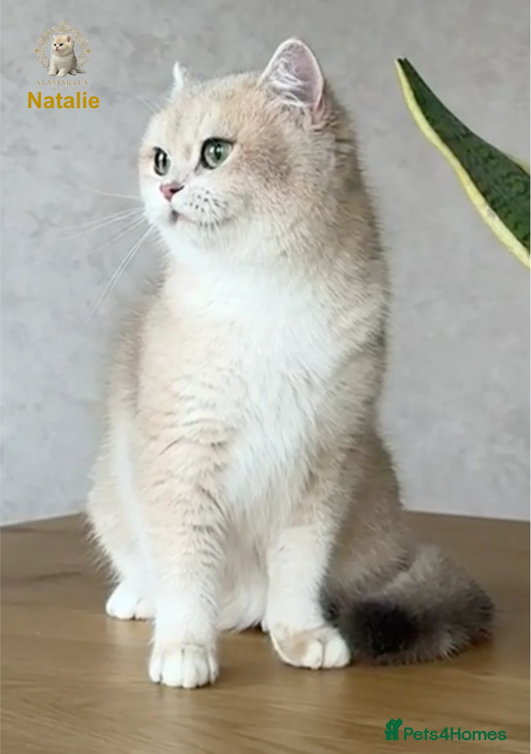 British Shorthair cats for sale: British Shorthair/BSH Blue Golden Chinchilla - Advert 4