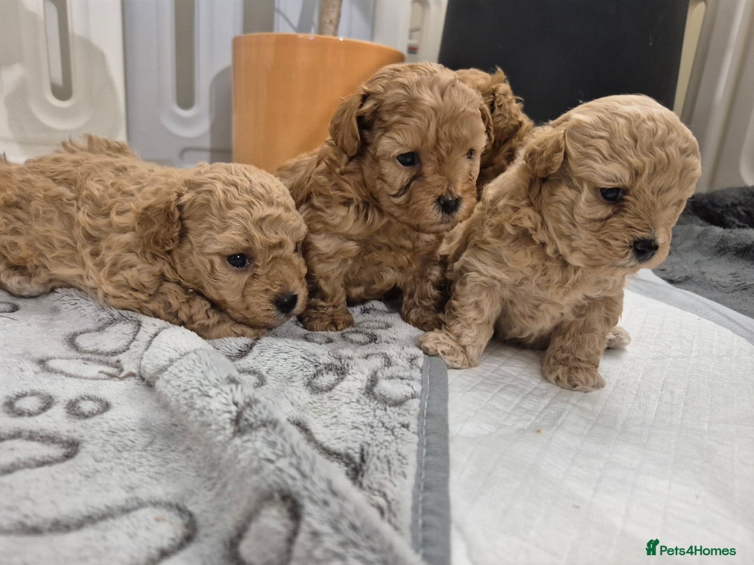 Maltipoo dogs for sale: Beautiful Toy Maltipoo Puppies   - Advert 7