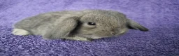 Mini Lop rabbits for sale: Baby mini lop rabbits for sale  - Advert 10