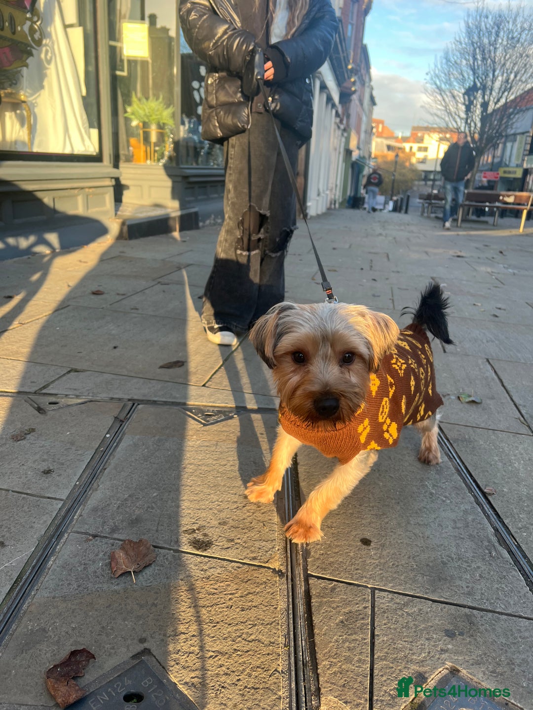 Yorkshire Terrier dogs for sale: Yorkshire terrier  - Advert 10