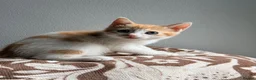 Mixed Breed cats for sale: Stunning ginger and white kittens available!!! - Advert 11