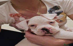 Boxer dogs for sale: Stunning male boxer puppies  - Image 16