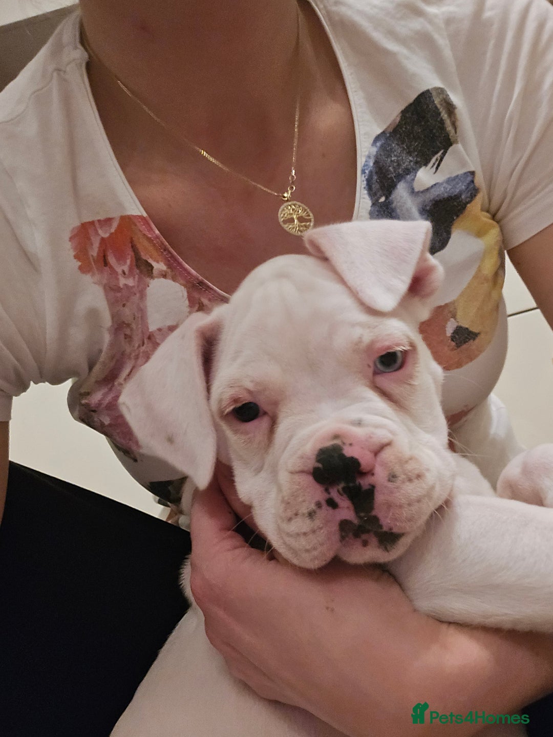 Boxer dogs for sale: Stunning male boxer puppies  - Image 16