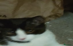 Mixed Breed cats for sale: One little tuxedo 🥰 - Image 8