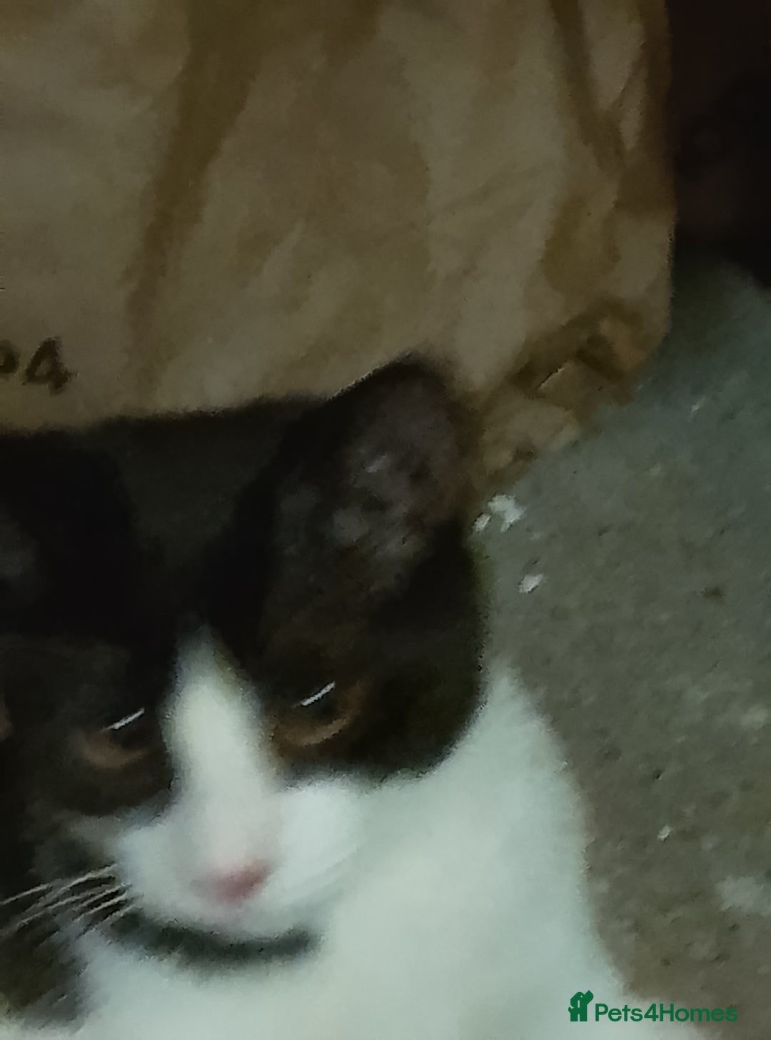 Mixed Breed cats for sale: One little tuxedo 🥰 - Image 8