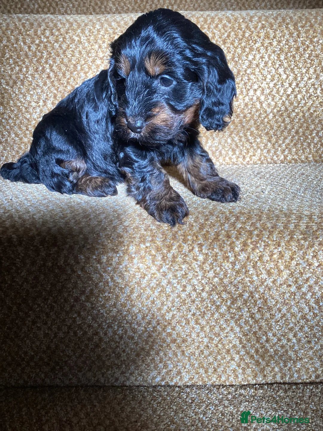 Cockapoo dogs for sale: Cockerpoo  - Advert 22