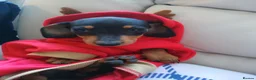 Miniature Dachshund dogs for sale:  boy dachshund Puppie ready to leave  - Advert 15
