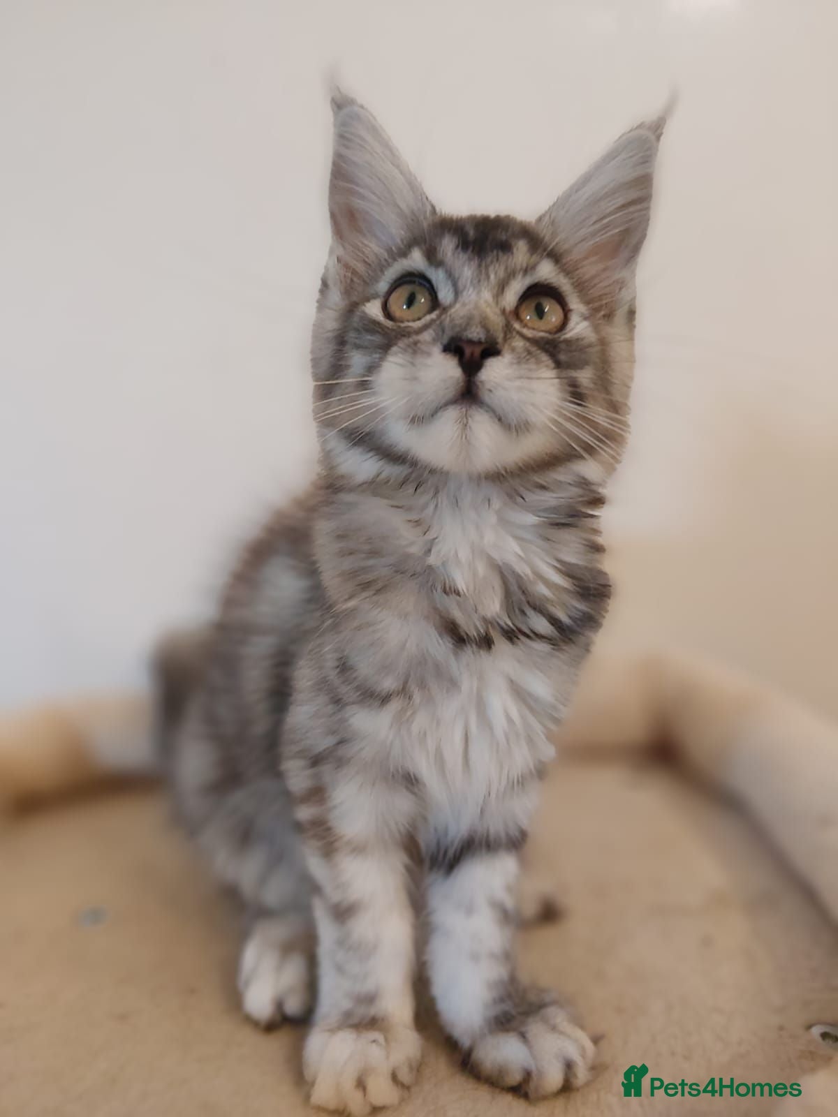 Maine Coon cats 😊Beautiful TICA registered Maine Coon Kittens😊  - Advert 1