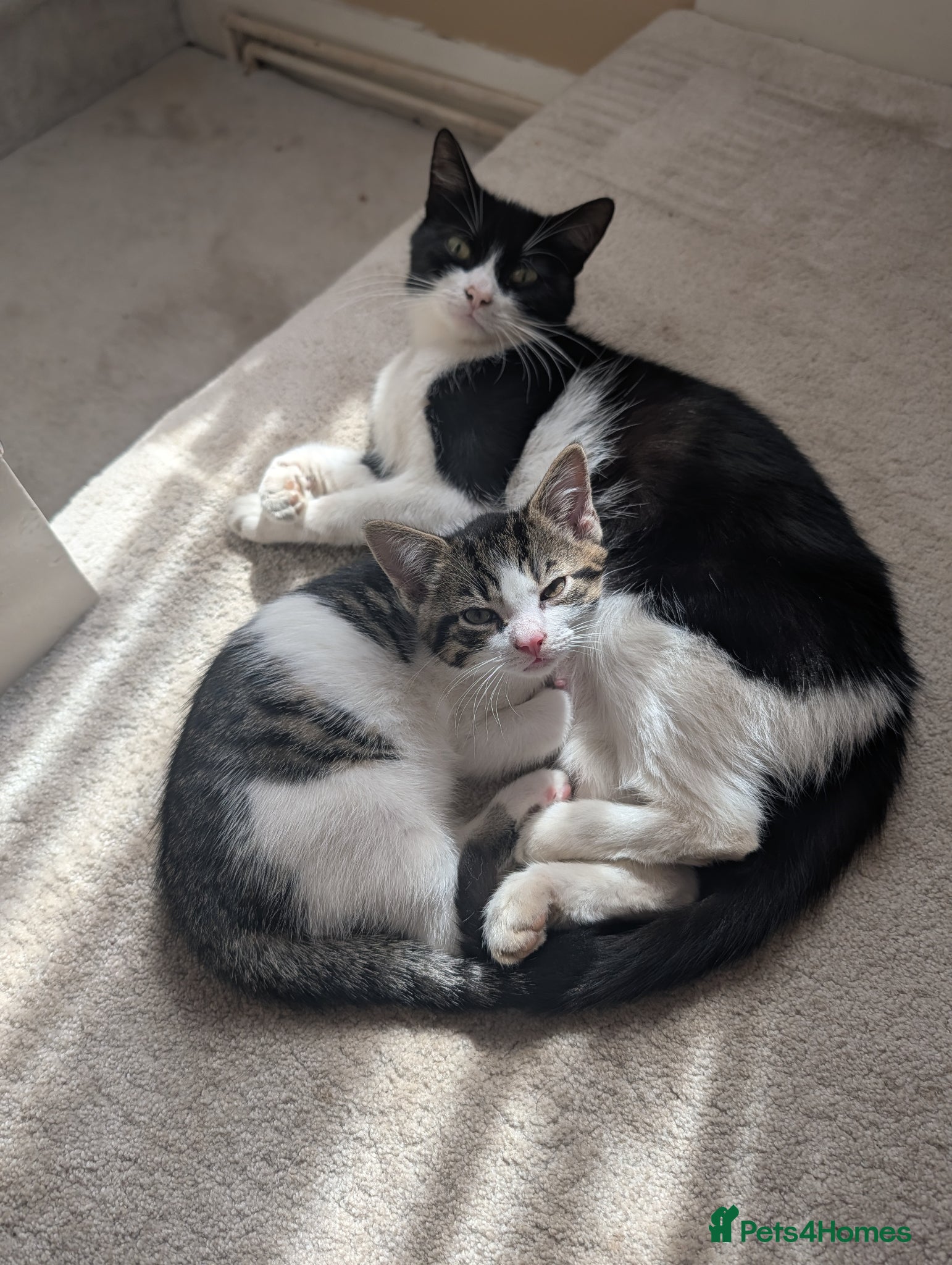 Mixed Breed cats Kitten Looking for a Loving Home - Advert 2