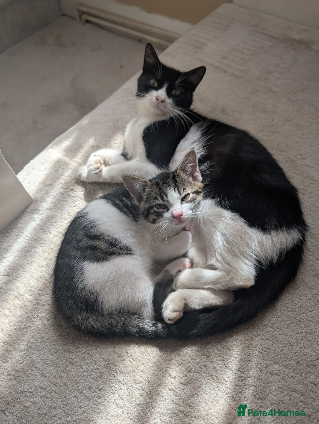 Mixed Breed cats for sale: Kitten Looking for a Loving Home - Advert 2
