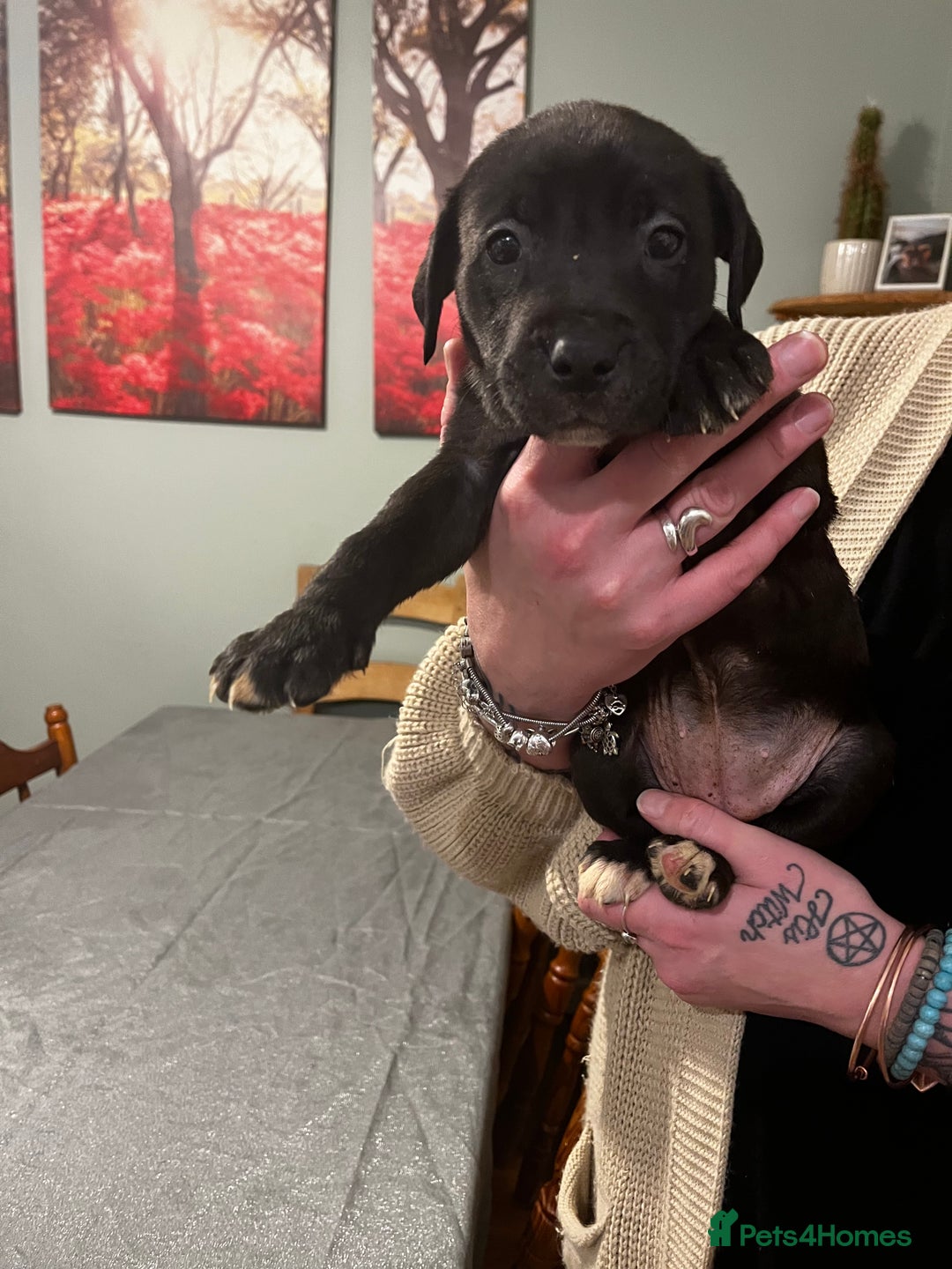 Mixed Breed dogs for sale: Bullador mixed puppies - Advert 8